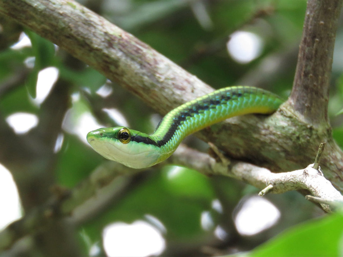 The History and Symbolism of Snakes: Meaning, Myth, and Mystery Through Time