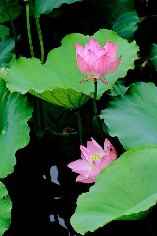 Two Pink Lotus Flowers with green leaves.
