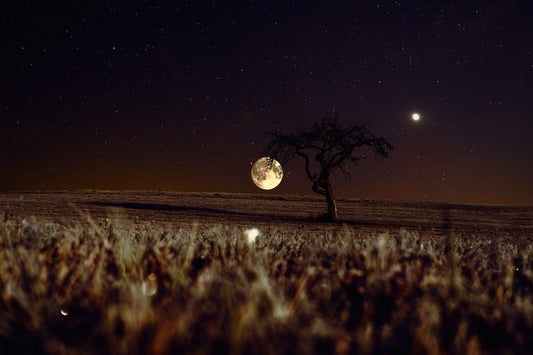 Full moon and a tree in a field at night time. 