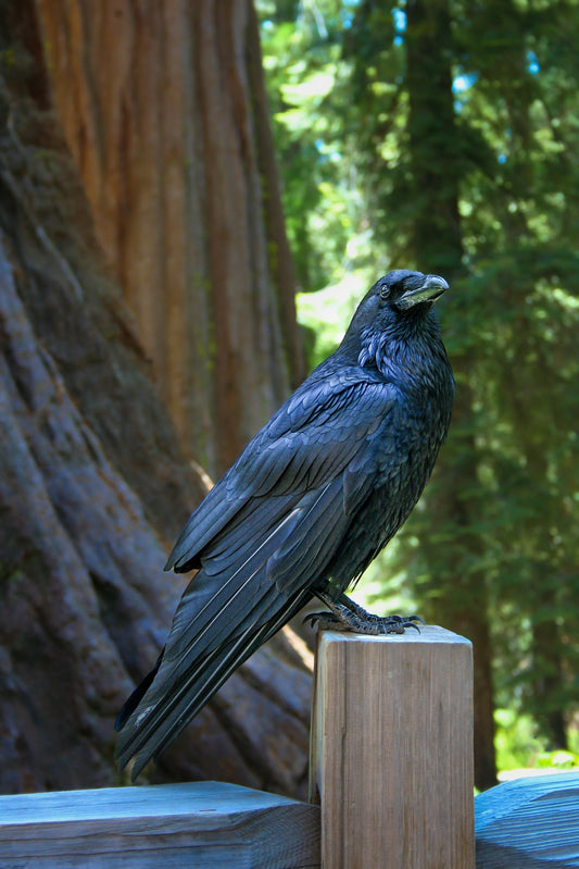 A Raven bird standing on a pillar in a park setting. 