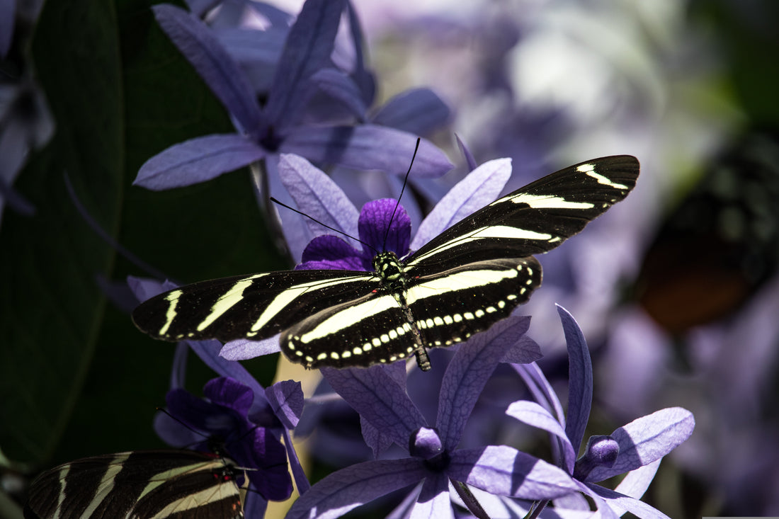Striped Butterfly with purple flowers in the background.