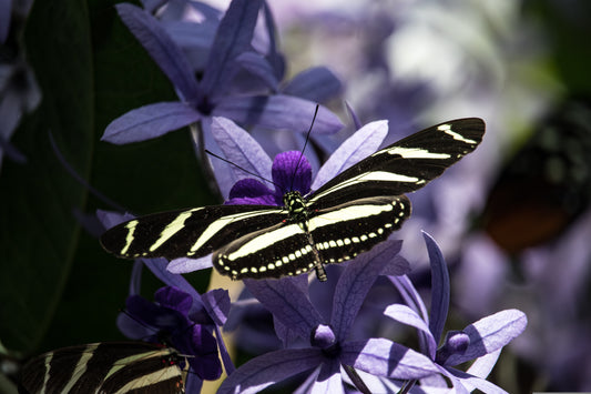 Striped Butterfly with purple flowers in the background.