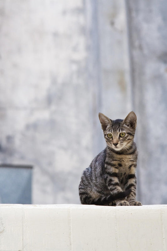 The Brilliance of Cats: History, Intelligence, and the Genius of the Feline Mind