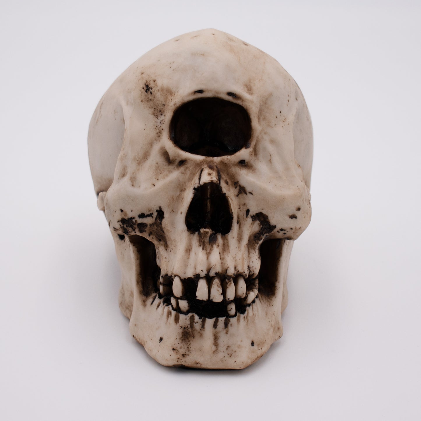 Cyclops Skull Sculpture