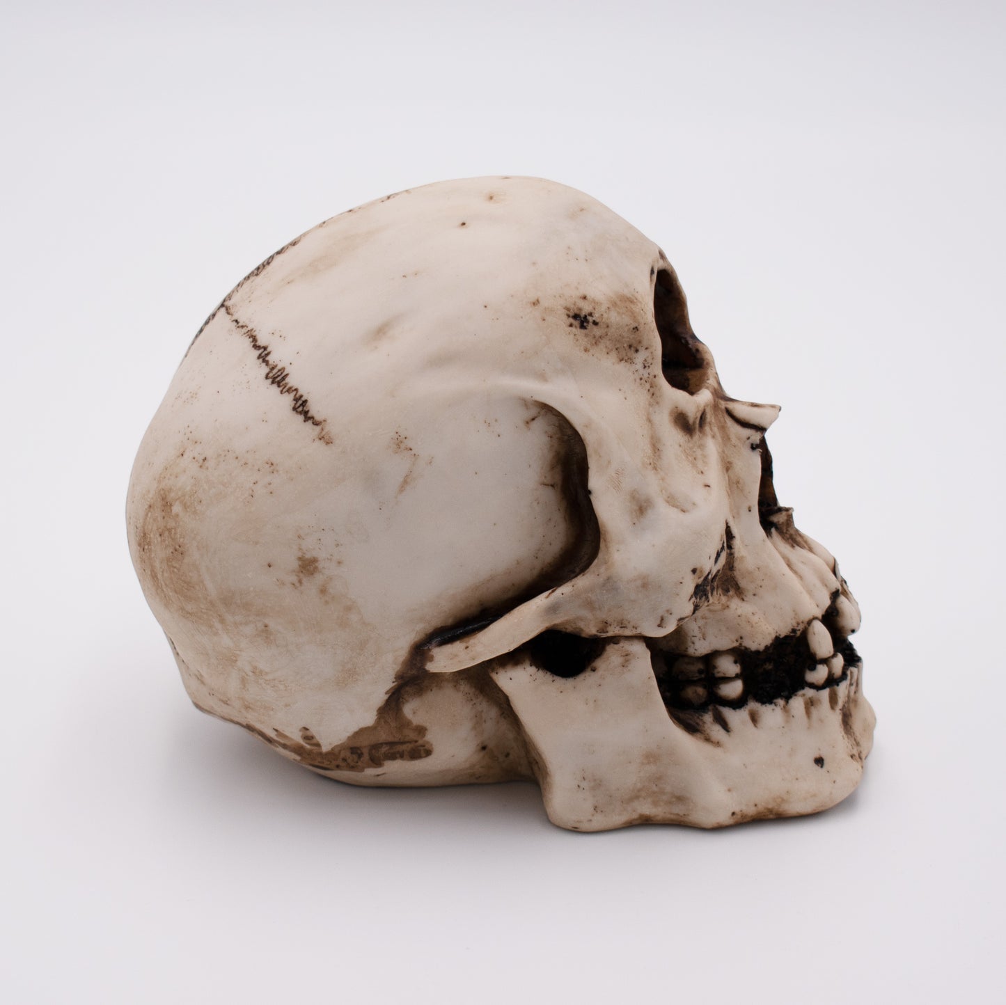 Cyclops Skull Sculpture